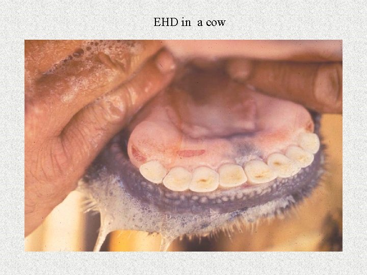 EHD in a cow 