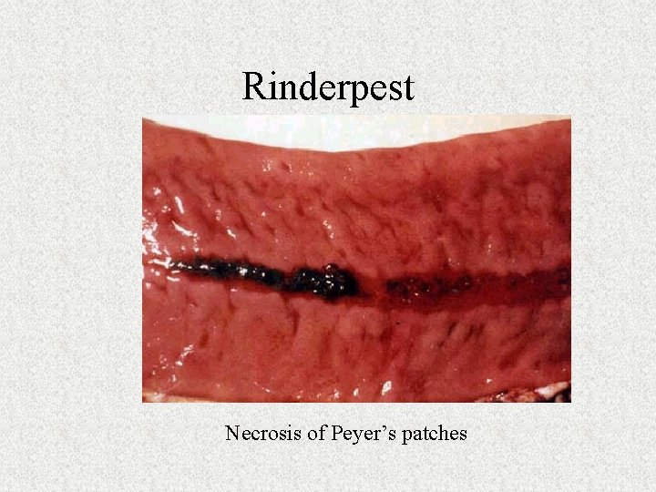 Rinderpest Necrosis of Peyer’s patches 