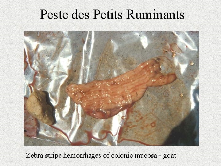 Peste des Petits Ruminants Zebra stripe hemorrhages of colonic mucosa - goat 