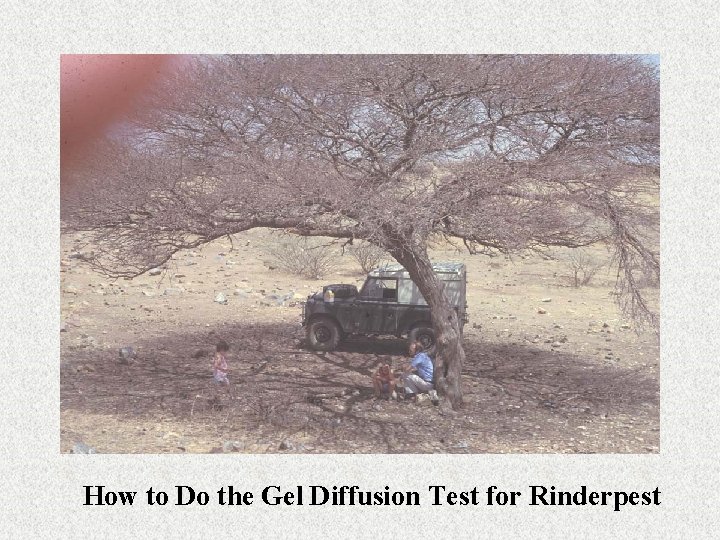 How to Do the Gel Diffusion Test for Rinderpest 