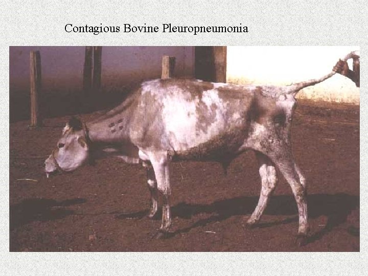 Contagious Bovine Pleuropneumonia 