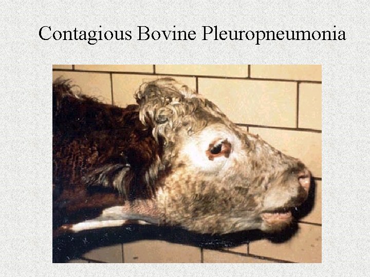 Contagious Bovine Pleuropneumonia 