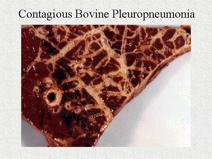 Contagious Bovine Pleuropneumonia 