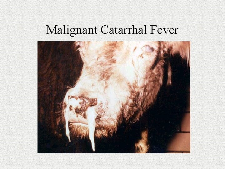 Malignant Catarrhal Fever 