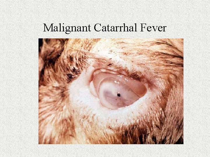 Malignant Catarrhal Fever 