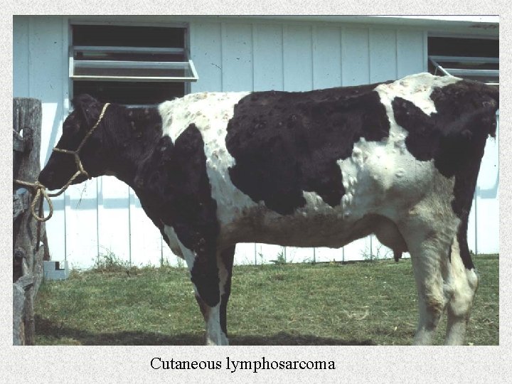 Cutaneous lymphosarcoma 