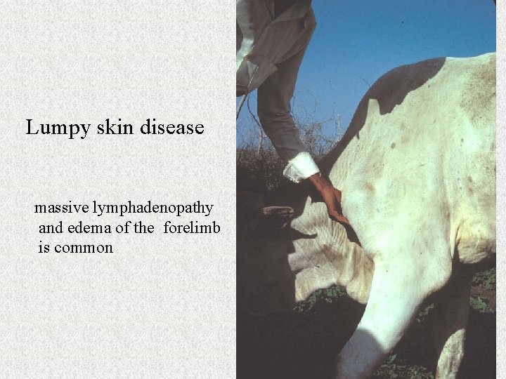 Lumpy skin disease massive lymphadenopathy and edema of the forelimb is common 