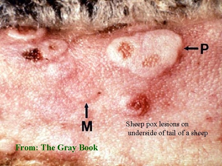 Sheep pox lesions on underside of tail of a sheep From: The Gray Book