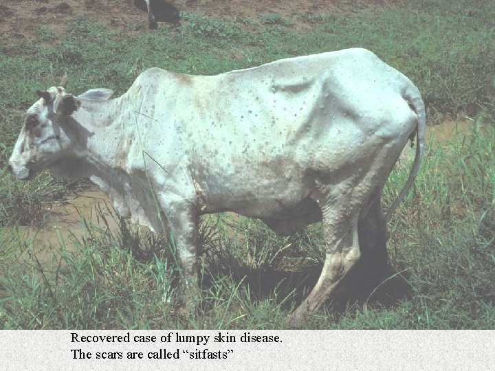 Recovered case of lumpy skin disease. The scars are called “sitfasts” 