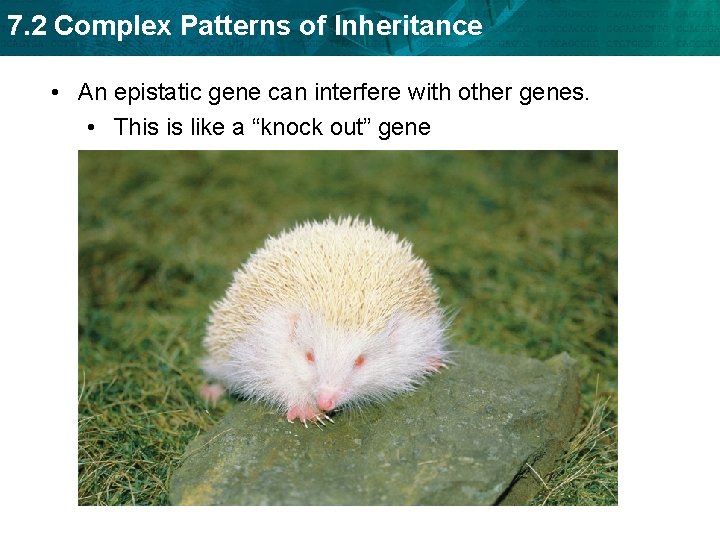7. 2 Complex Patterns of Inheritance • An epistatic gene can interfere with other