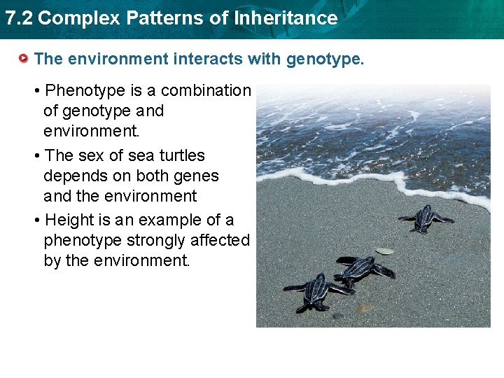 7. 2 Complex Patterns of Inheritance The environment interacts with genotype. • Phenotype is
