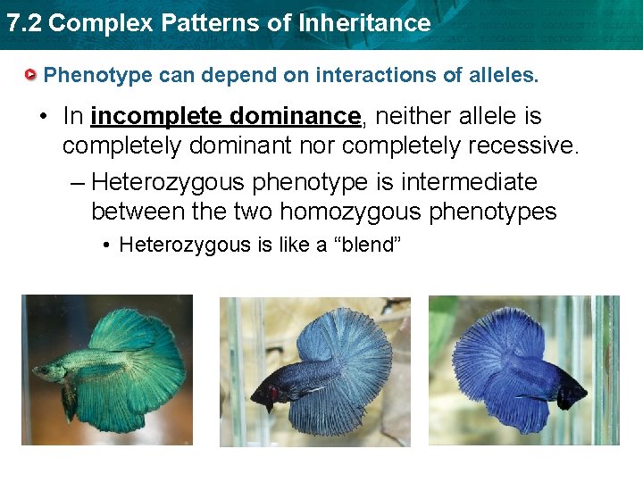 7. 2 Complex Patterns of Inheritance Phenotype can depend on interactions of alleles. •