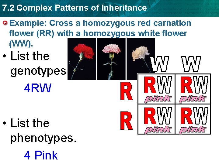 7. 2 Complex Patterns of Inheritance Example: Cross a homozygous red carnation flower (RR)