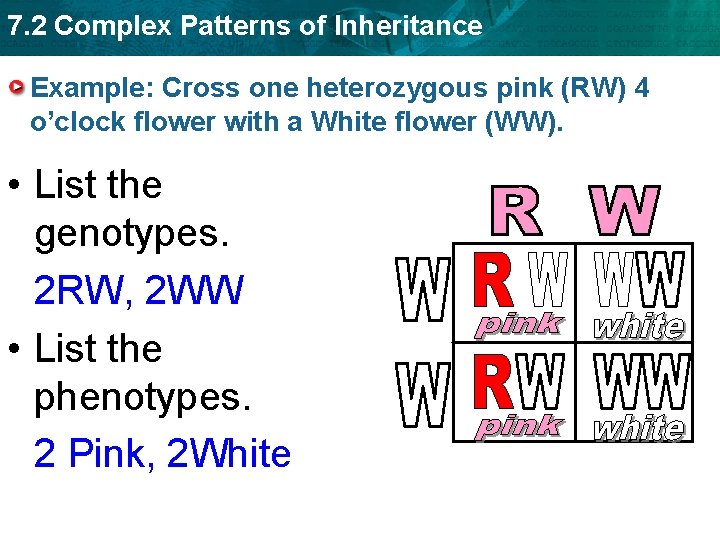 7. 2 Complex Patterns of Inheritance Example: Cross one heterozygous pink (RW) 4 o’clock