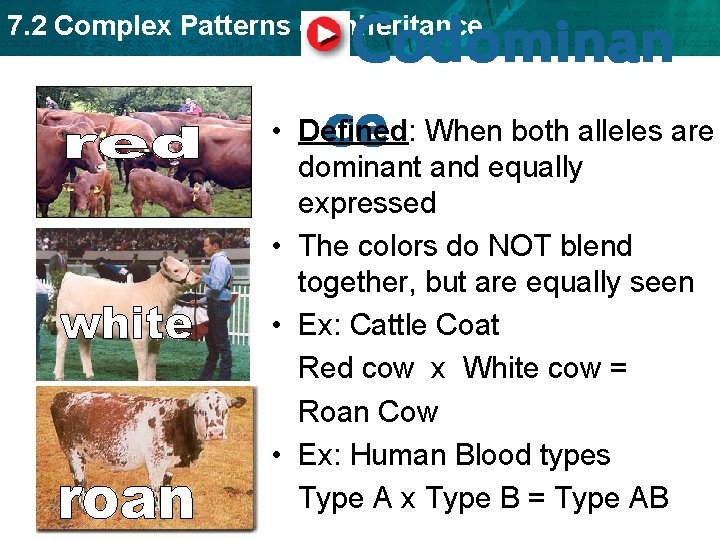 Codominan • Defined: When both alleles are ce dominant and equally 7. 2 Complex