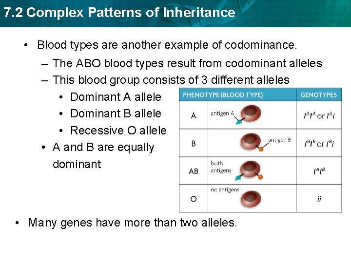 7. 2 Complex Patterns of Inheritance • Blood types are another example of codominance.