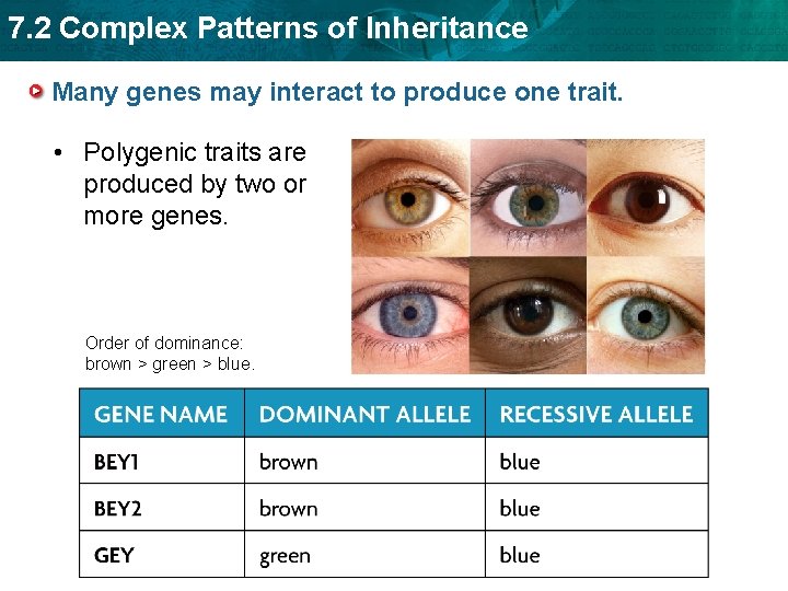 7. 2 Complex Patterns of Inheritance Many genes may interact to produce one trait.