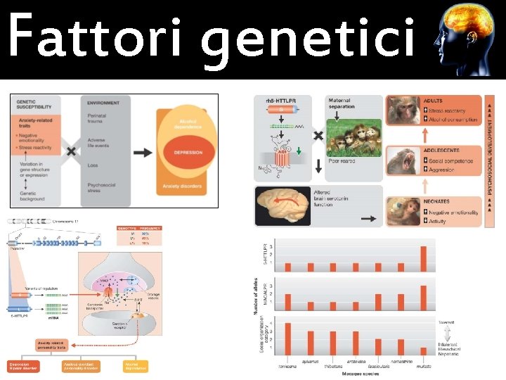 Fattori genetici 