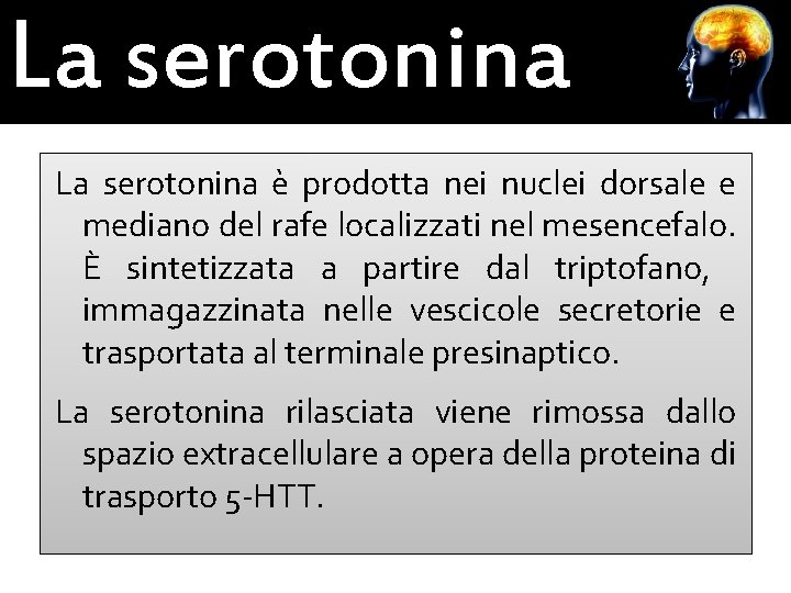 La serotonina è prodotta nei nuclei dorsale e mediano del rafe localizzati nel mesencefalo.