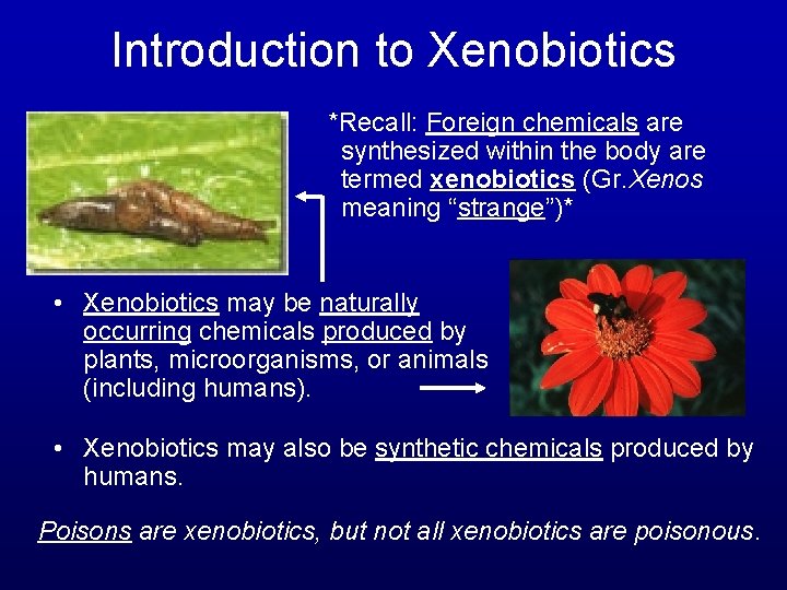 Introduction to Xenobiotics *Recall: Foreign chemicals are synthesized within the body are termed xenobiotics