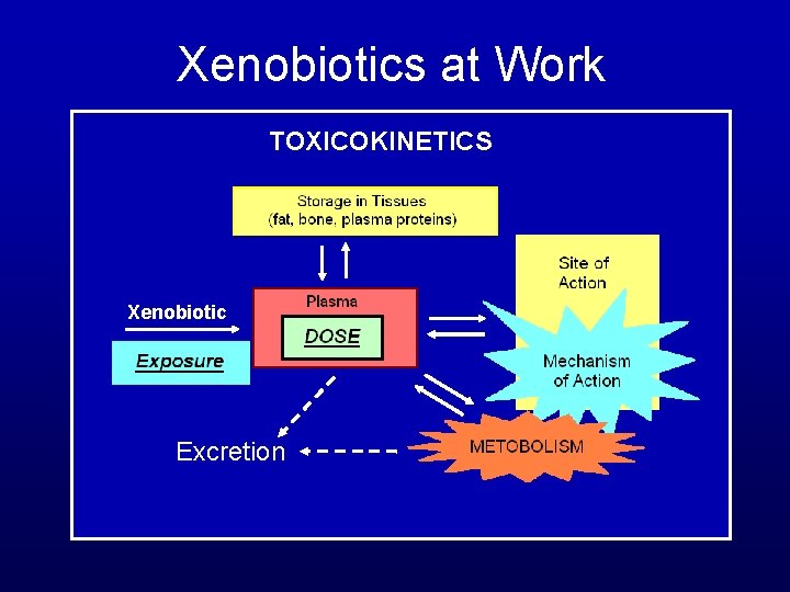 Xenobiotics at Work TOXICOKINETICS Xenobiotic Excretion 