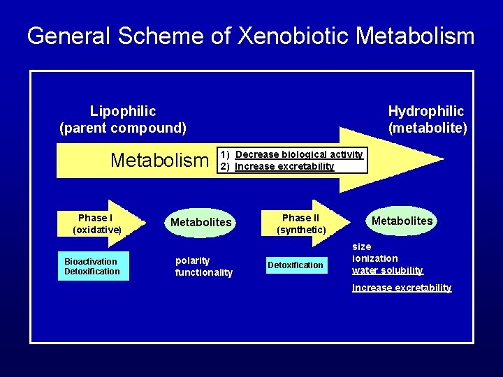 General Scheme of Xenobiotic Metabolism Lipophilic (parent compound) Metabolism Phase I (oxidative) Bioactivation Detoxification
