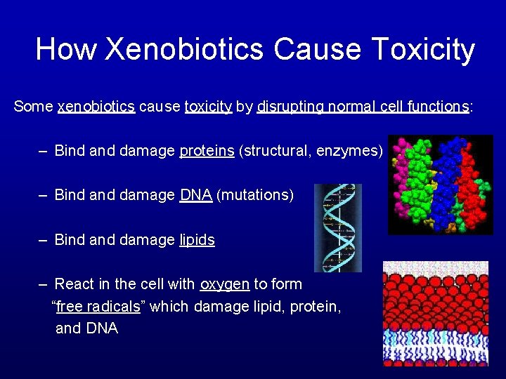 How Xenobiotics Cause Toxicity Some xenobiotics cause toxicity by disrupting normal cell functions: –