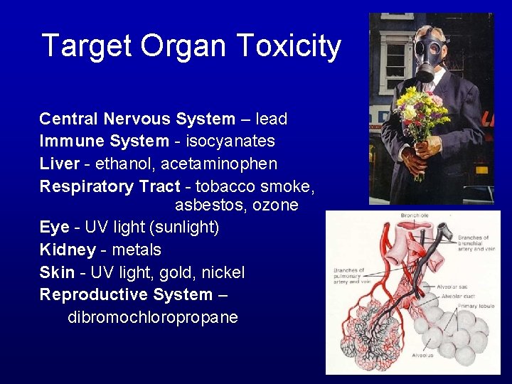 Target Organ Toxicity Central Nervous System – lead Immune System - isocyanates Liver -
