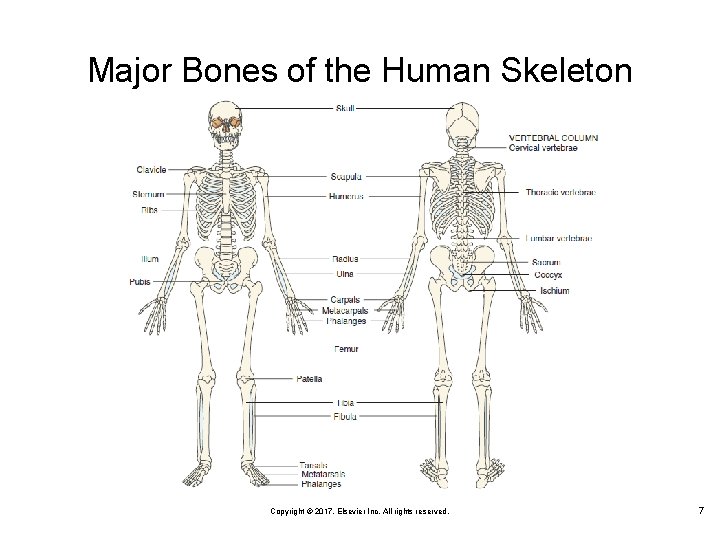 Major Bones of the Human Skeleton Copyright © 2017, Elsevier Inc. All rights reserved.