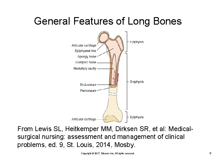 General Features of Long Bones From Lewis SL, Heitkemper MM, Dirksen SR, et al: