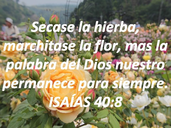 Secase la hierba, marchitase la flor, mas la palabra del Dios nuestro permanece para