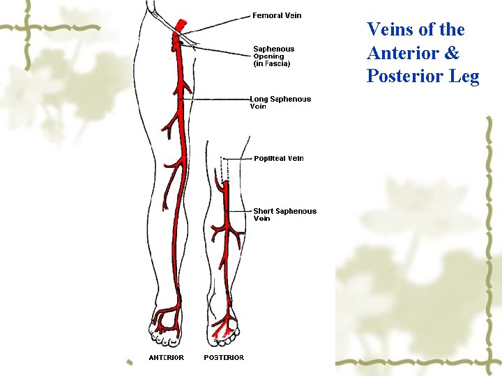Veins of the Anterior & Posterior Leg 