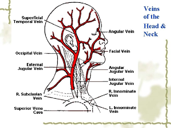 Veins of the Head & Neck 