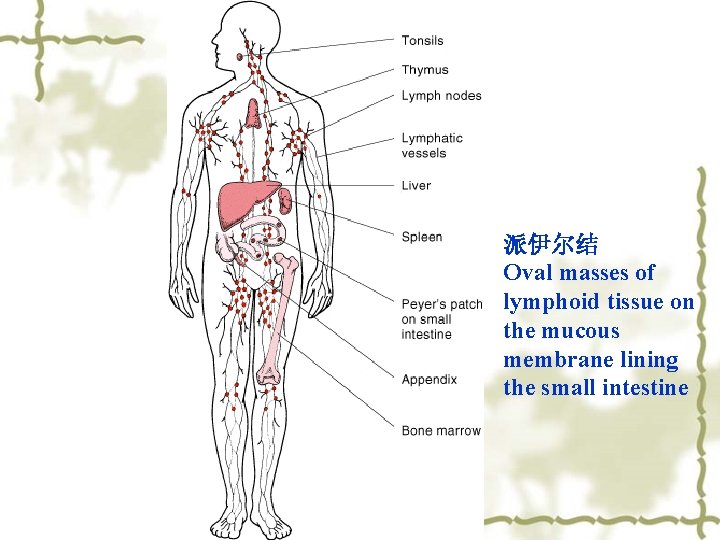 派伊尔结 Oval masses of lymphoid tissue on the mucous membrane lining the small intestine