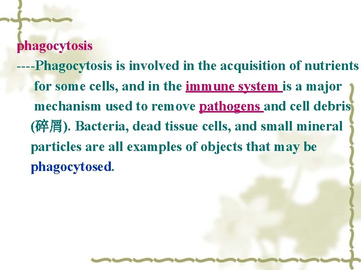 phagocytosis ----Phagocytosis is involved in the acquisition of nutrients for some cells, and in