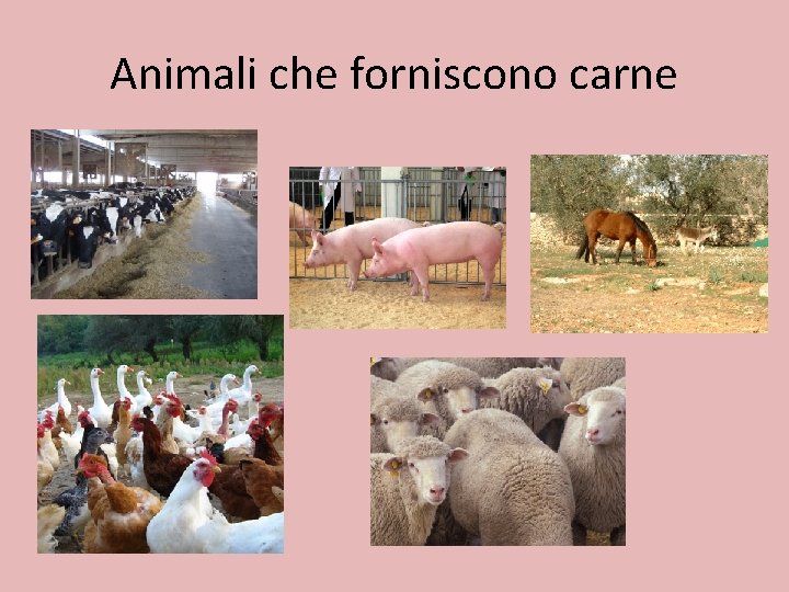 Animali che forniscono carne 