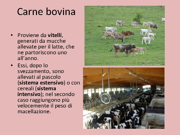 Carne bovina • Proviene da vitelli, generati da mucche allevate per il latte, che