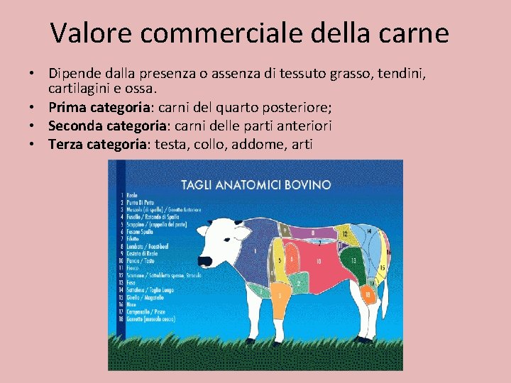 Valore commerciale della carne • Dipende dalla presenza o assenza di tessuto grasso, tendini,