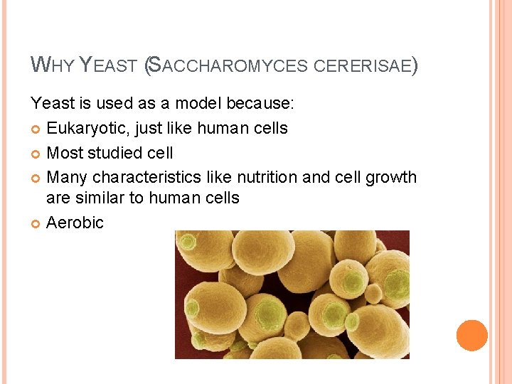 WHY YEAST (SACCHAROMYCES CERERISAE) Yeast is used as a model because: Eukaryotic, just like