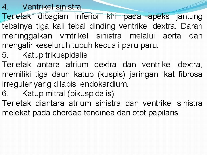 4. Ventrikel sinistra Terletak dibagian inferior kiri pada apeks jantung tebalnya tiga kali tebal