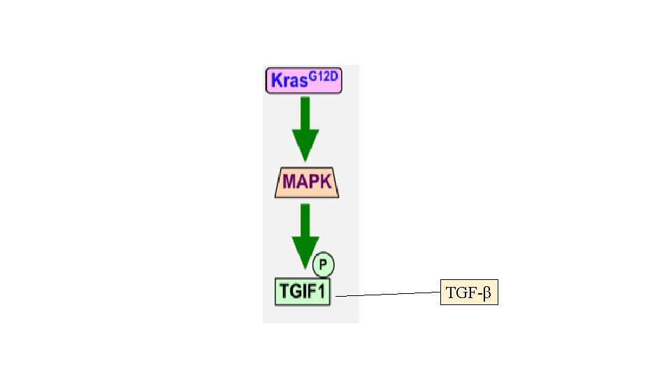 TGF-β TGF-β