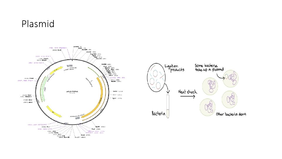 Plasmid 