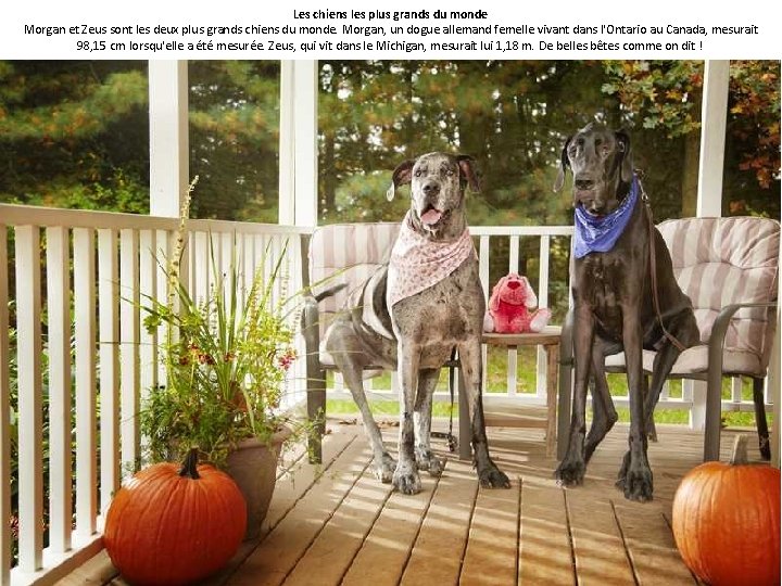 Les chiens les plus grands du monde Morgan et Zeus sont les deux plus