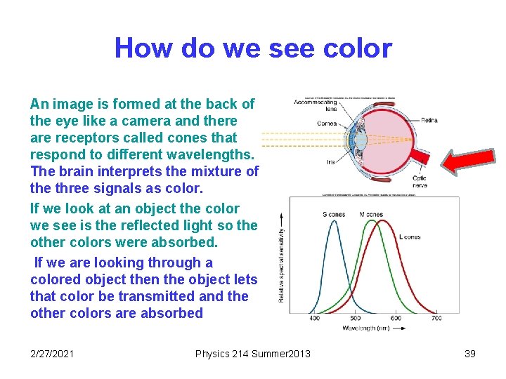 How do we see color An image is formed at the back of the