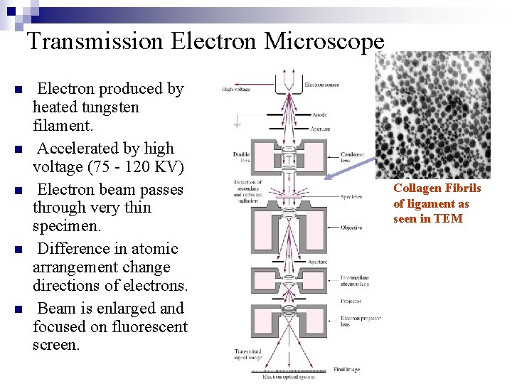 Transmission Electron Microscope n n n Electron produced by heated tungsten filament. Accelerated by