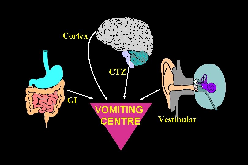 Cortex CTZ GI VOMITING CENTRE Vestibular Cortex CTZ GI VOMITING CENTRE Vestibular