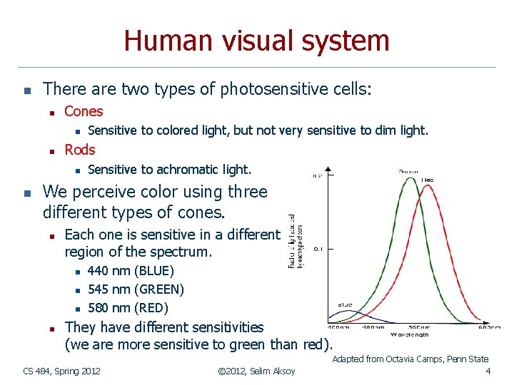 Human visual system n There are two types of photosensitive cells: n Cones n