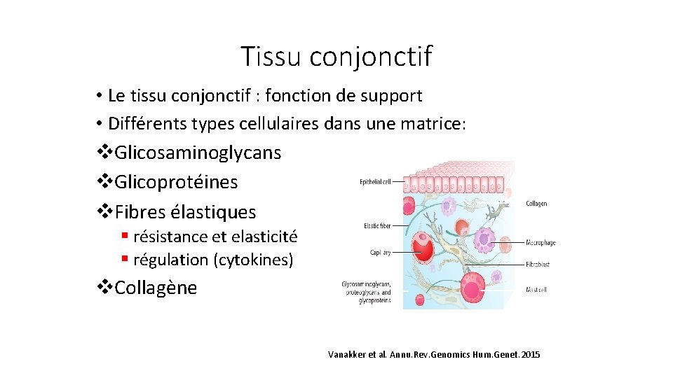 Tissu conjonctif • Le tissu conjonctif : fonction de support • Différents types cellulaires