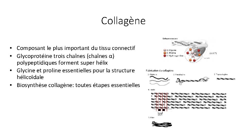 Collagène • Composant le plus important du tissu connectif • Glycoprotéine trois chaînes (chaînes
