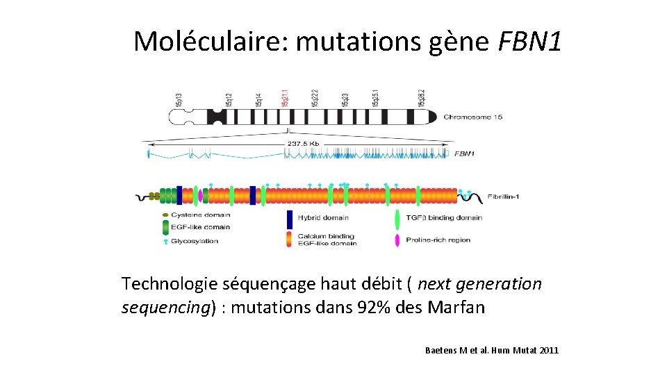 Moléculaire: mutations gène FBN 1 Technologie séquençage haut débit ( next generation sequencing) :